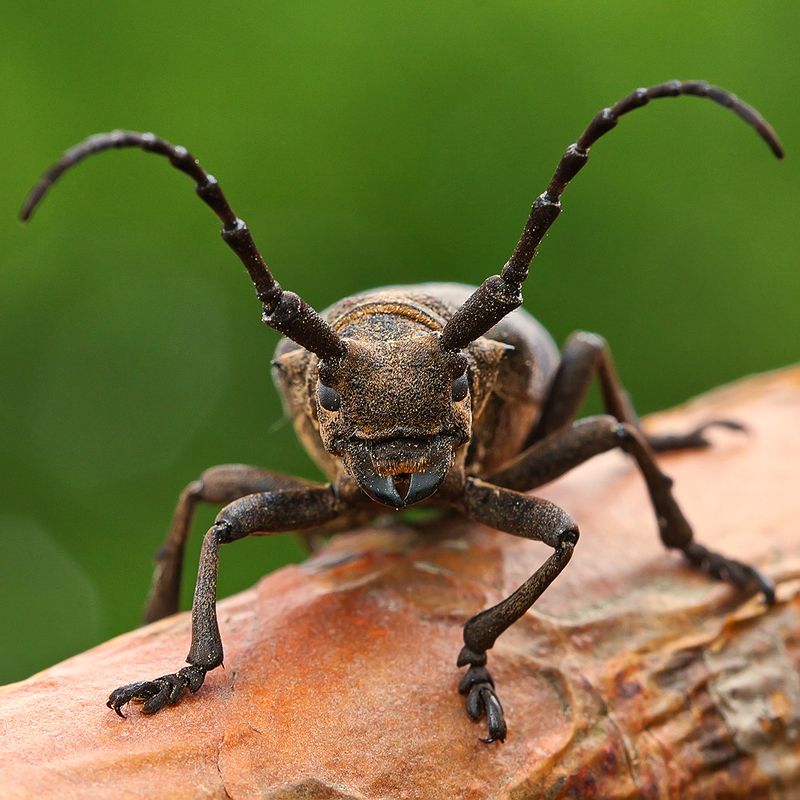 жук, макро, природа, насекомое, ивовый толстяк Ивовый толстякphoto preview