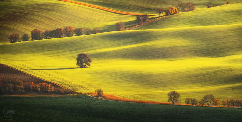 пейзаж, природа, поле, моравия, чехия, дерево Солнечное древо фото превью
