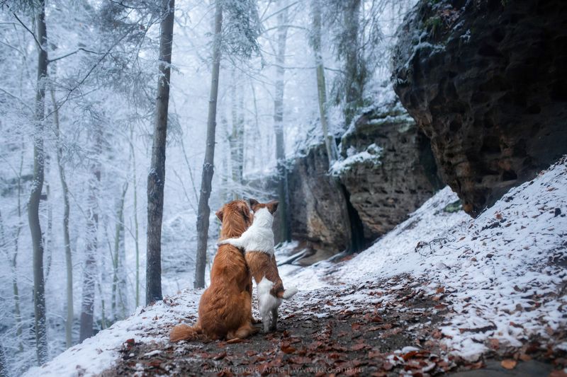 собака, природа вместе photo preview