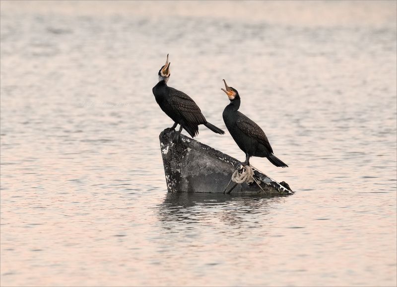 баклан, лодка, вода, закат, фауна Любовный дуэтphoto preview