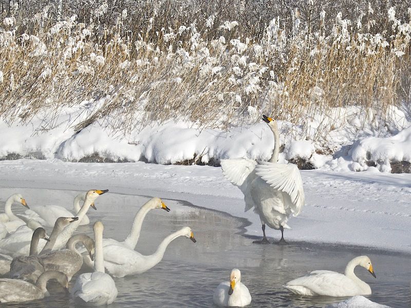 о чём говорят лебеди фото превью