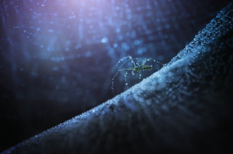 Macro art and naturephoto preview