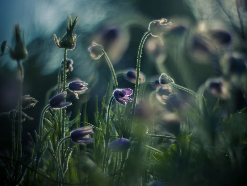 Базарный день...photo preview