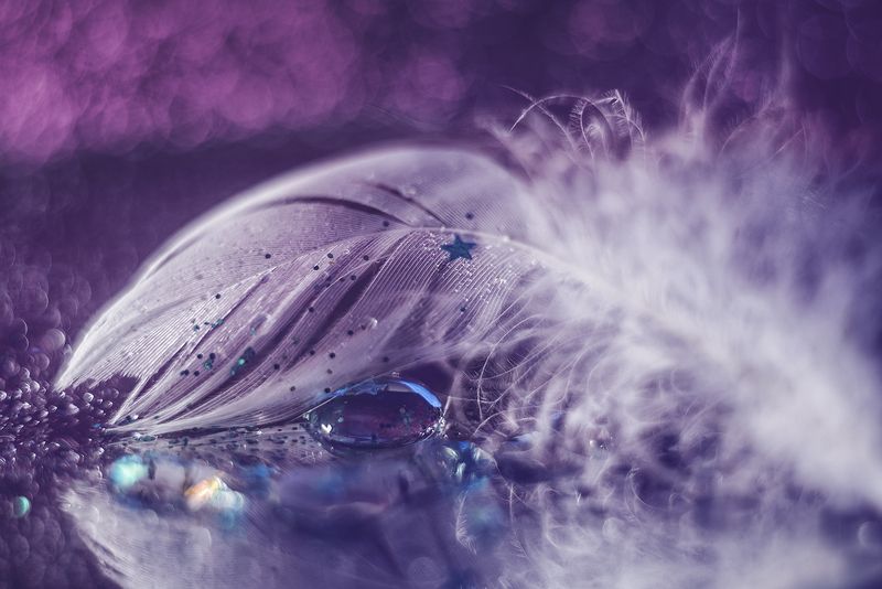 макро, макрофотография, боке, капли, перо photo preview