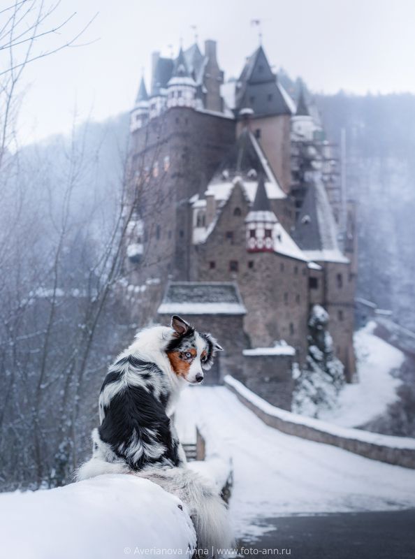 собака, природа у замкаphoto preview