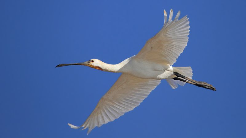 animals,birds, bif, birds in flight, 7d, 400mm, животные, птицы, в полёте Птицы в полёте..photo preview