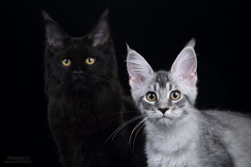 Я и моя теньphoto preview