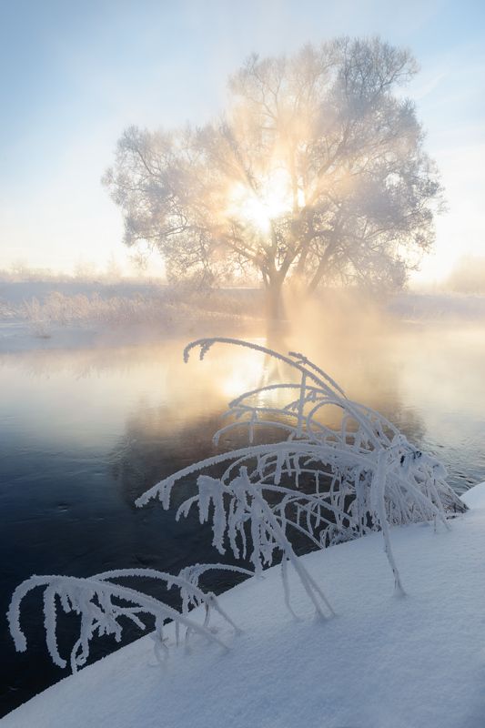 Сквозь туман и ветки солнце пробивалось.photo preview