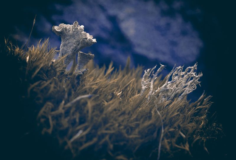 Природа, растения, лес, мох, лишайники, кладония Кладонииphoto preview