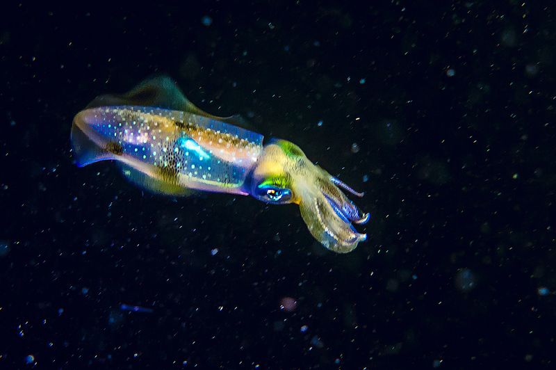 Кальмар в морском космосеphoto preview