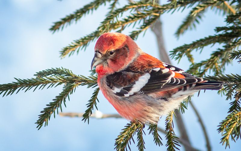 клёст,печора,коми.зима,птицы,анималистика,север,klest, pechora, komi.winter, birds, animalism, north Просто клестphoto preview