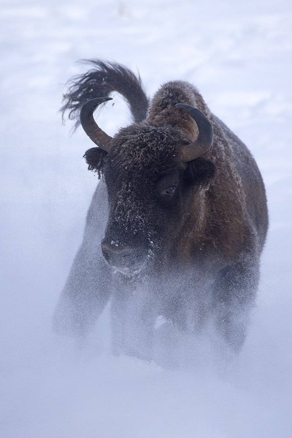Атака. Автор: Иваненко Светлана , Иваненко Светлана