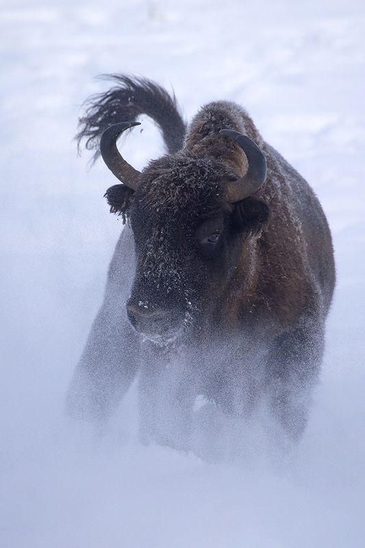 Атакаphoto preview