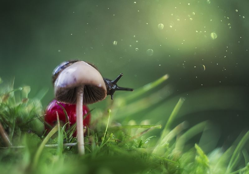 макро, макрофотография, лето, лес, капли, улитка photo preview