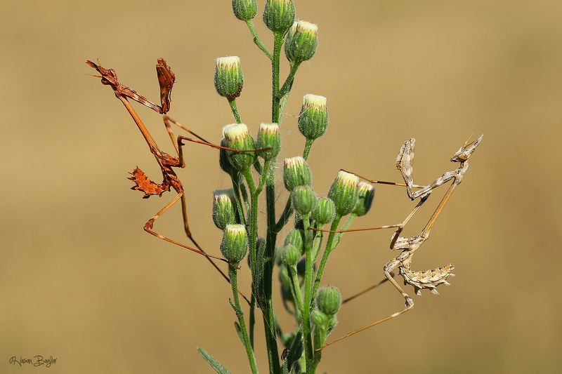 #empusa#fasciata#cone#head#mantis#macro#nature#cyprus Round 1photo preview