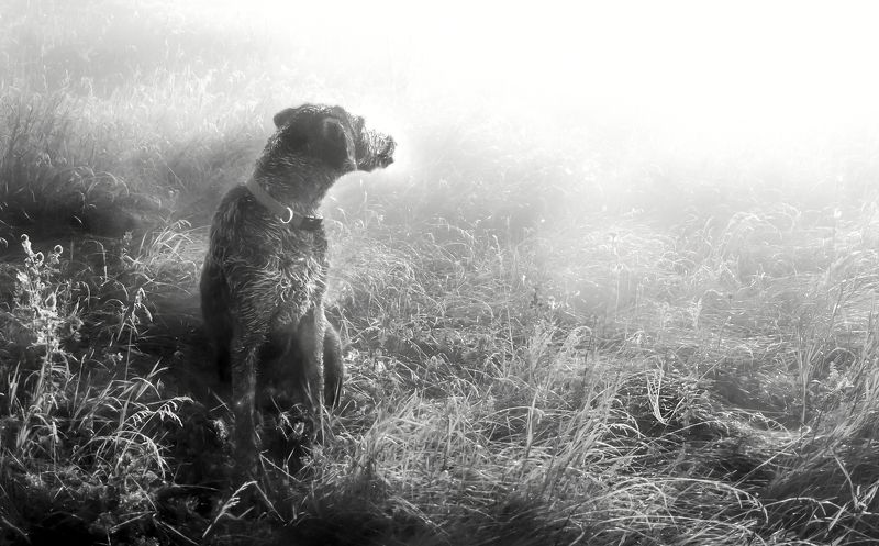 туман, дратхаар, август, роса, Туман. Август.photo preview