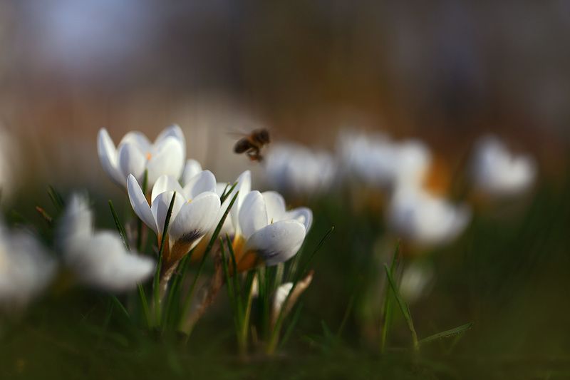 Весна,цветы,солнце. Все к солнцу!photo preview