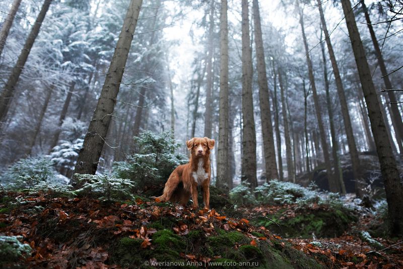 в лесуphoto preview