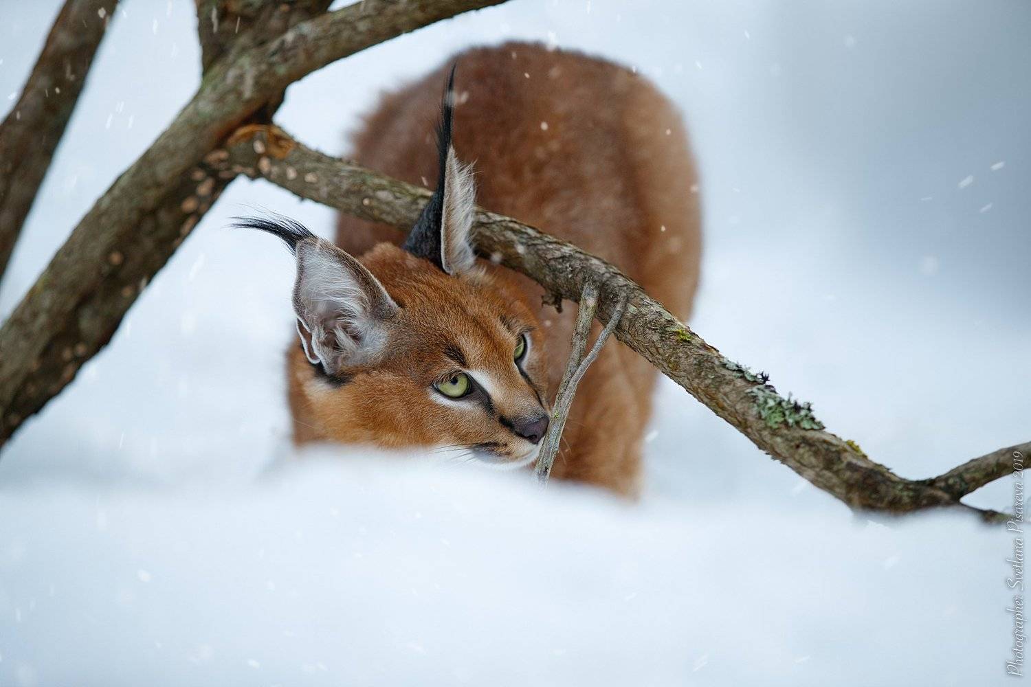 Киса. Автор: Светлана Писарева , Светлана Писарева