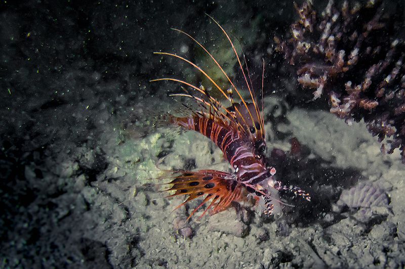 lionfish Крылатка (Lionfish) кушаетphoto preview