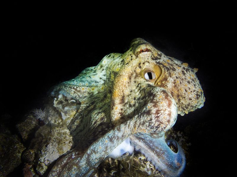 #mediterranean, #octopus Mediterranean Octopusphoto preview