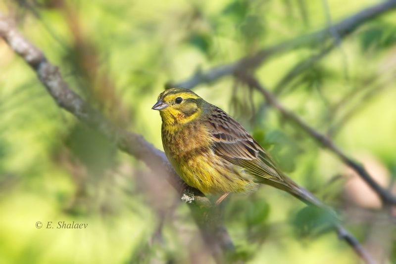 birds,emberiza citrinella,yellowhammer,обыкновенная овсянка,овсянка,птица,птицы,фотоохота Овсяночкаphoto preview