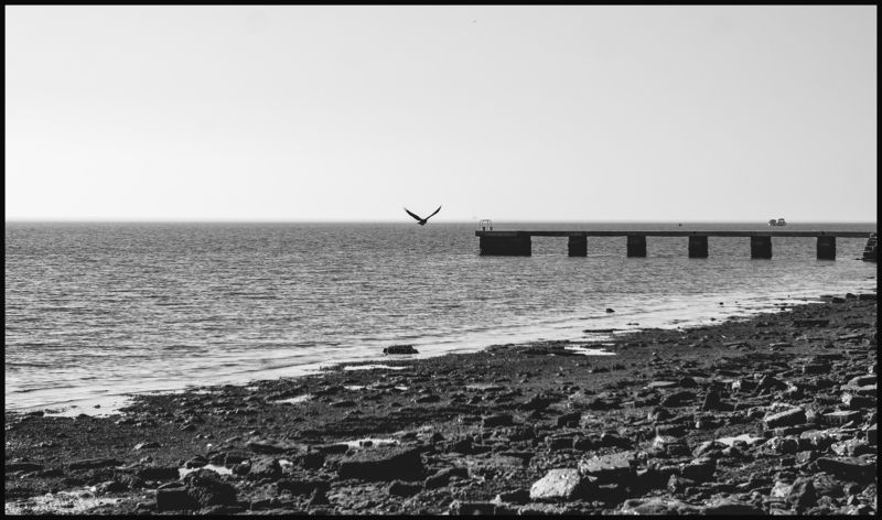 Словения, черно-белая, море, весна Птица на горизонтеphoto preview