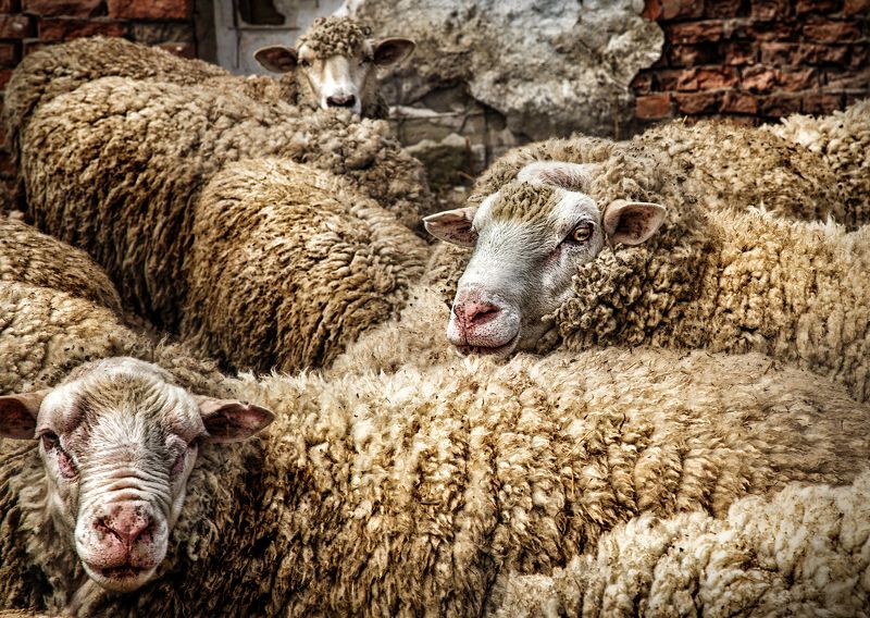 Обреченныеphoto preview