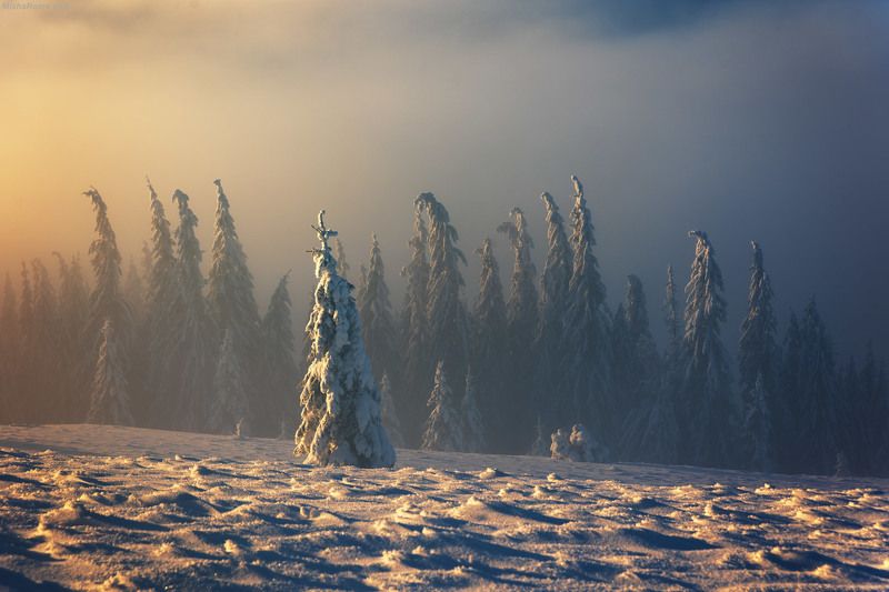 Carpathian treesphoto preview