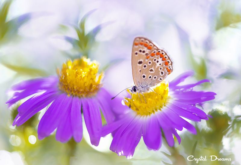 crystal dreams, macro, spring, color, art, nature, flowers \