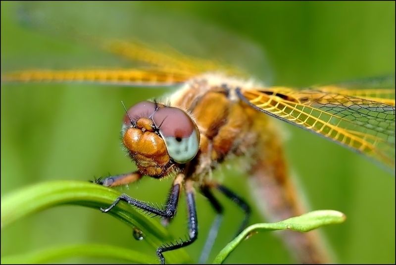 бдениеphoto preview