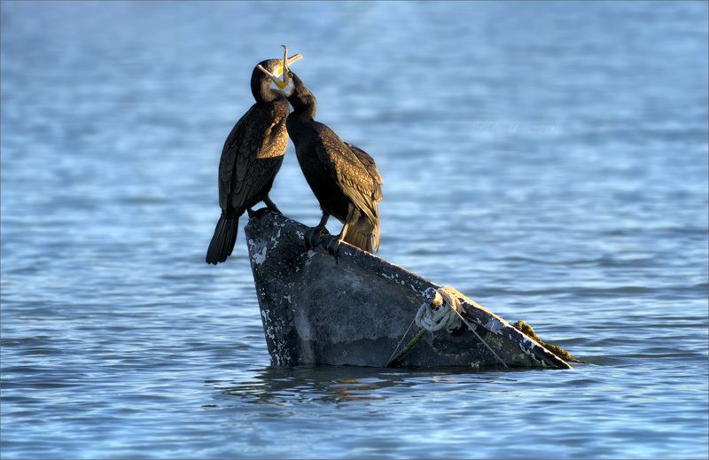 баклан, лодка, вода, закат, фауна Я прошепчу тебе на ушкоphoto preview