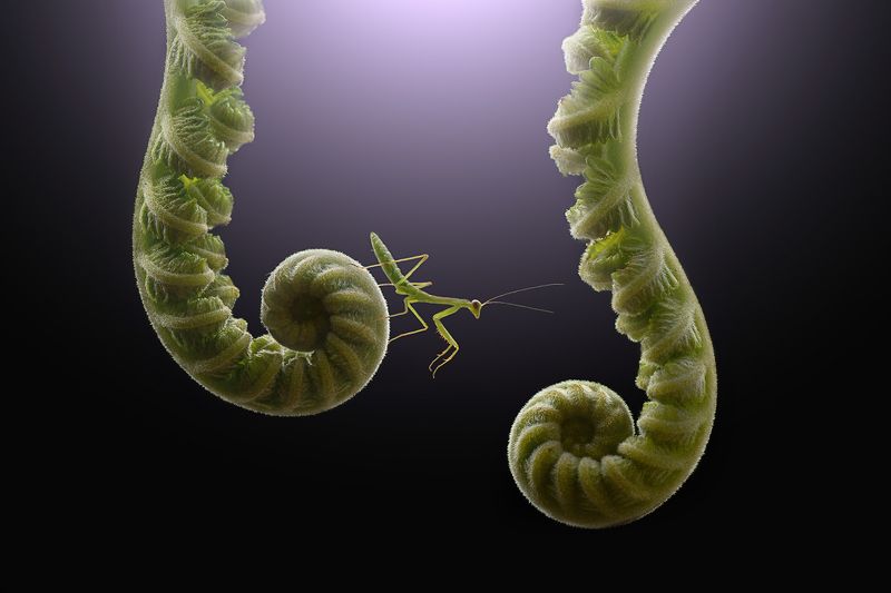 macro, beauty, insect, mantisphoto preview