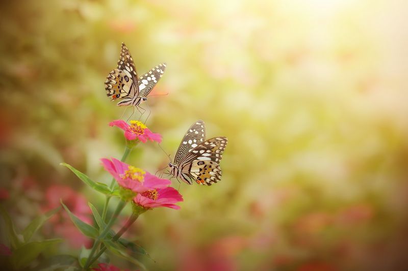 macro, beauty, insect, background, beauty, beautiful, background, backyard, nature, art, wild, flowers, papilio demoleusphoto preview
