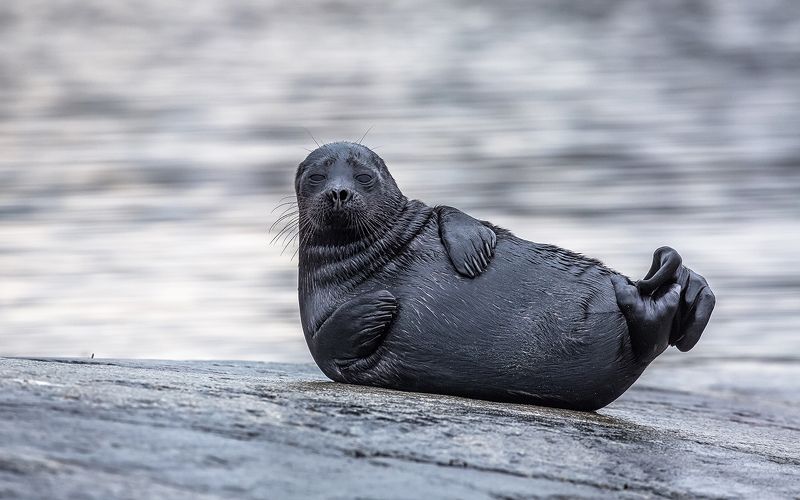 нерпа, ладожская нерпа, Ладога, дикая природа, пресноводная нерпа,  Ладожская топ - модель.photo preview