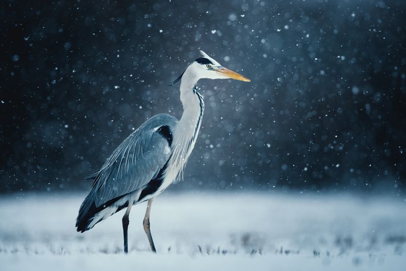 heron, czapla, wildlife, birds, winter, snow Grey Heronphoto preview
