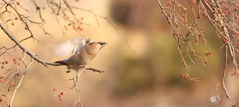 Peace birdphoto preview