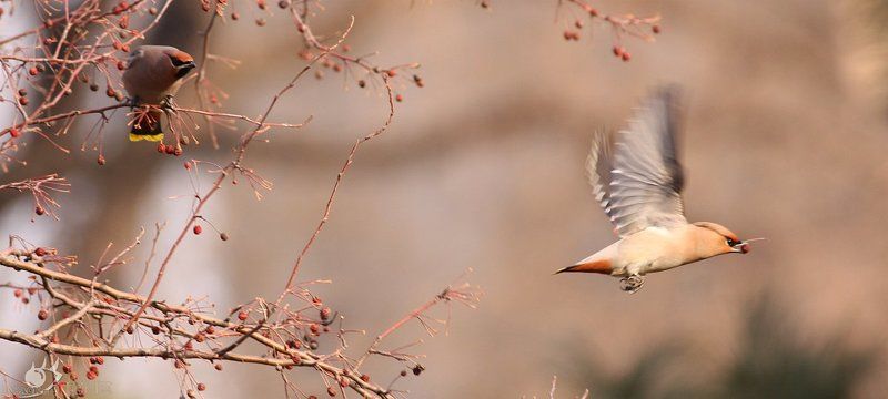Peace birdphoto preview