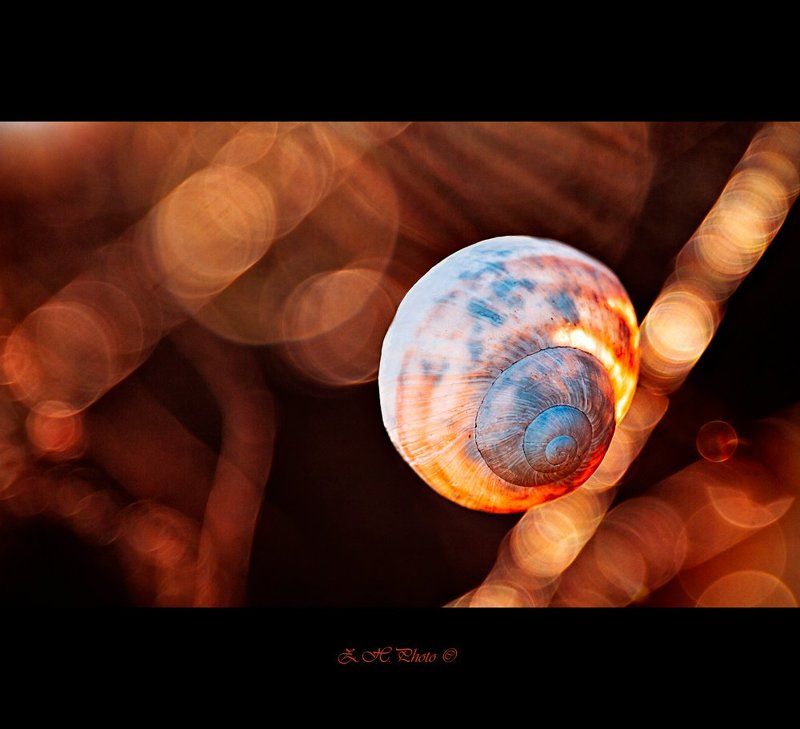 snail, house, shell, empty, bokeh, red, orange Beam runnerphoto preview