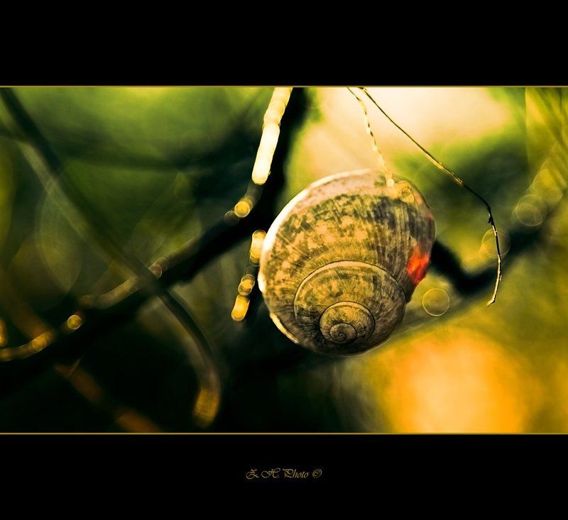snail, house, shell, empty, bokeh, green, red, orange Once upon a timephoto preview