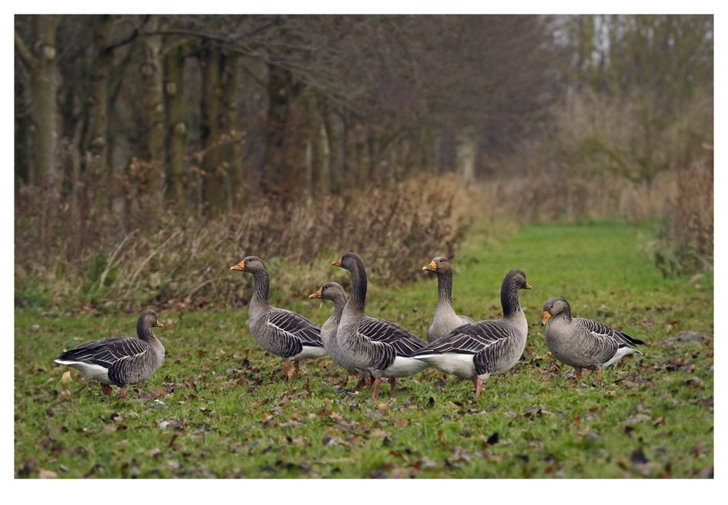 серый гусь, anser anser, зимовка, нидерланды, Наталья Паклина
