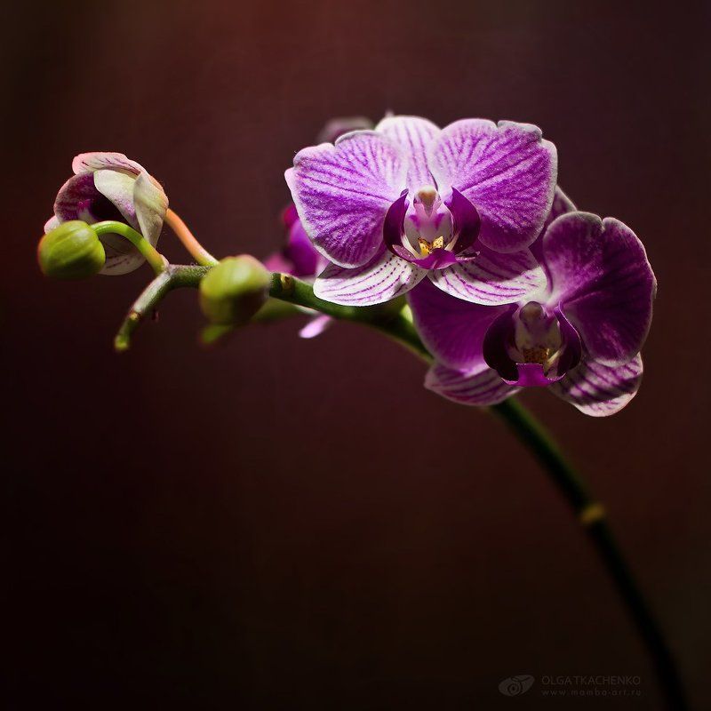 oрхидея, световая кисть, диптих Elegancephoto preview