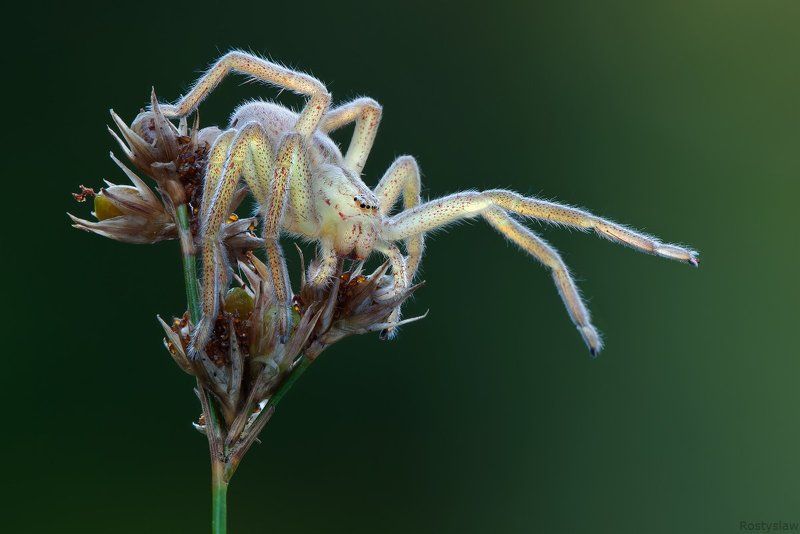 ростислав, макро, 100мм Inside lightphoto preview