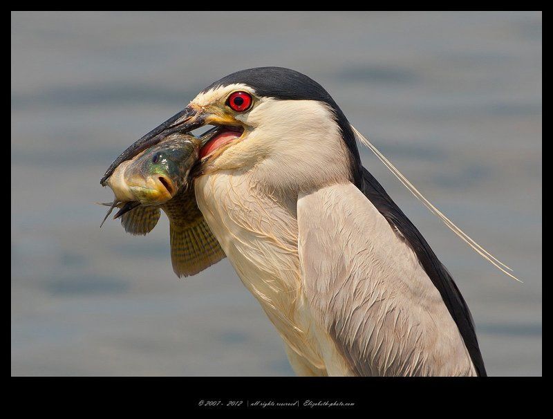 кваква, black-crowned, night, heron, израиль Кваква- Black-crowned Night Heronphoto preview