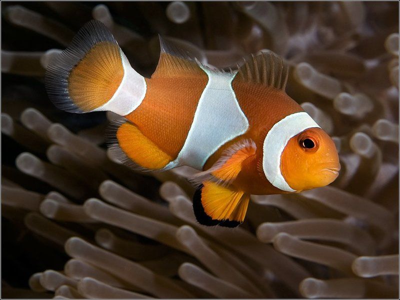 Де Филе (Defile) фото превью