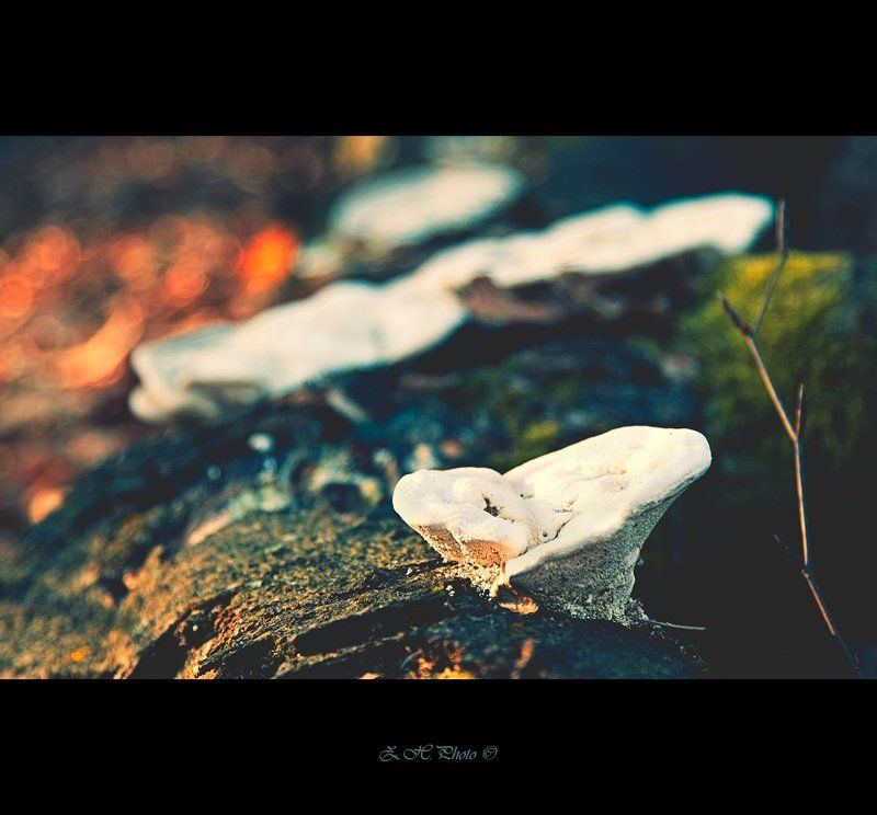 mushrooms, forrest, trunk, dry, branch, bokeh Magie des couleursphoto preview