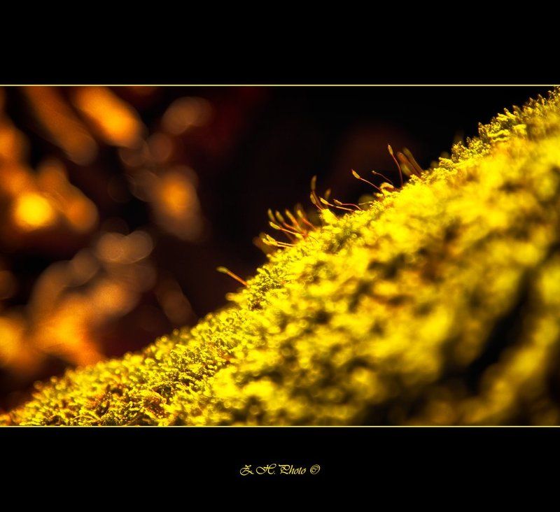 moss, bokeh, green, golden, glow Maybe one day we\'ll be glowing toophoto preview