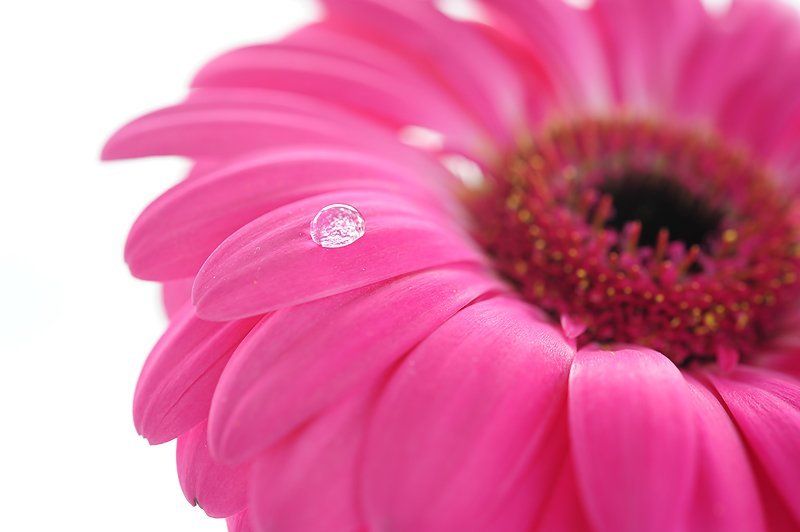 капля росыphoto preview