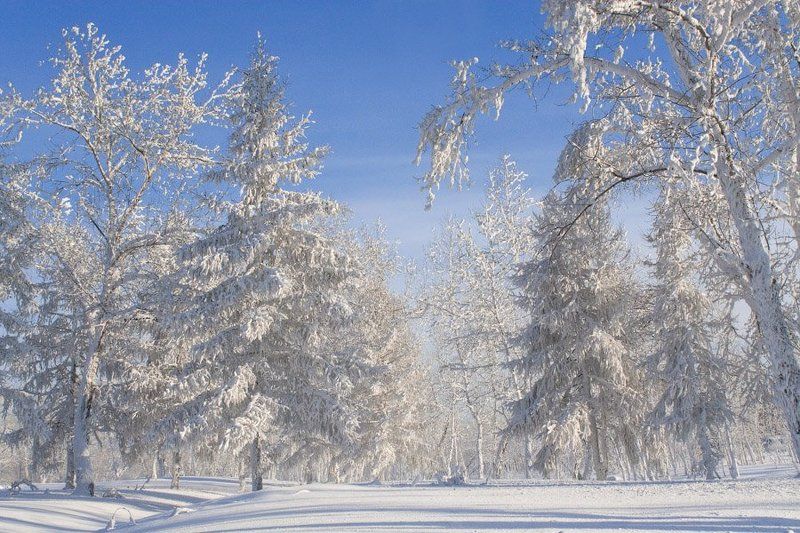 Зимний лесphoto preview