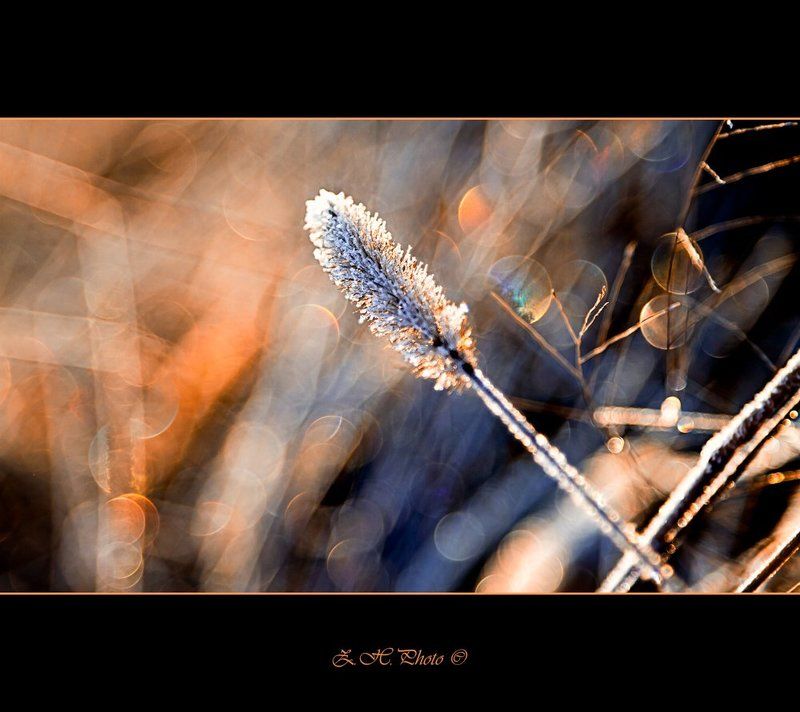 frozen, grass, sunrise, bokeh Frozen colorsphoto preview